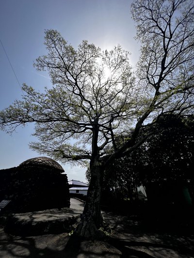 낙선동 4·3성의 팽나무(2023.4.22. 촬영)