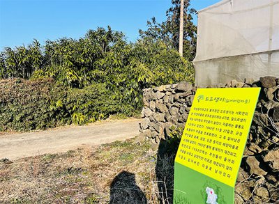 드르생이 안내판과 대나무숲 (2026.02.12. 촬영)