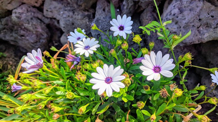 Flowers growing in Grandma Jin A-young’s garden.