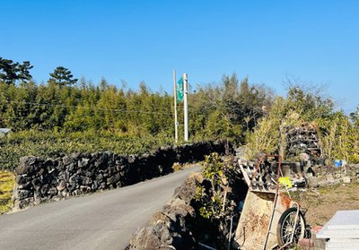 산물낭우영의 대나무숲 (2026.02.12. 촬영)